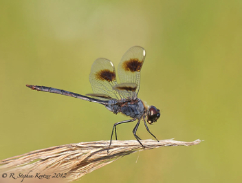 Brachymesia gravida, male